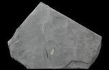 Pyritized Triarthrus Trilobites With Appendages - New York #64812-1